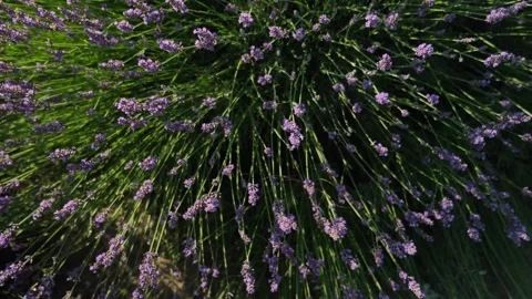 A lavender field. Stock Footage 337877160