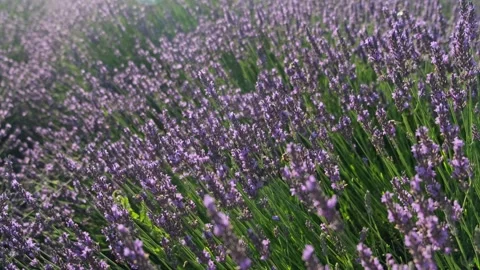 A lavender field. Stock Footage 337878128