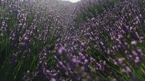 A lavender field. Stock Footage 337878153