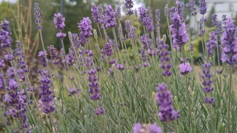 The lavender field is fragrant Stock Footage 317117107