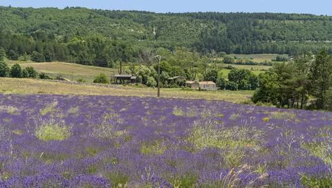Lavender field in France Stock Photos