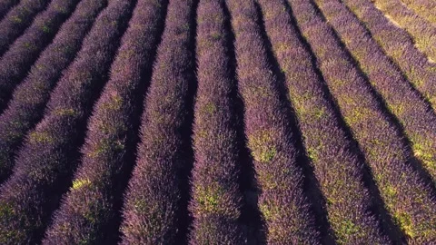Lavender Field in Full Bloom with Sunlit Stock Footage 297123069