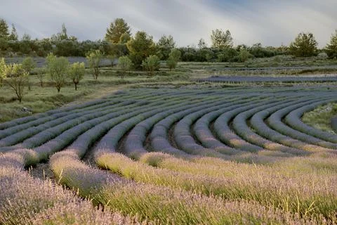 Lavender Field in Full Bloom under Sunny Skies Stock Photos
