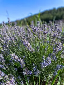 Lavender Field in Full Bloom Under Blue Sky Stock Photos