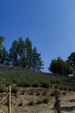 Lavender field on a hillside with trees under a clear blue summer sky Фото