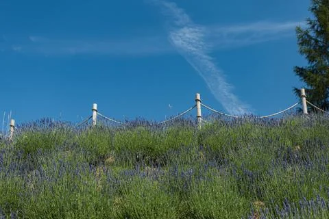 Lavender Field on a Hillside Under a Deep Blue Summer Sky Stock-Fotos