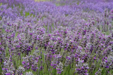 Lavender field horizontal far Stock Photos