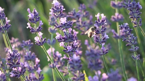 Lavender field on hot sunny day. Stock Footage