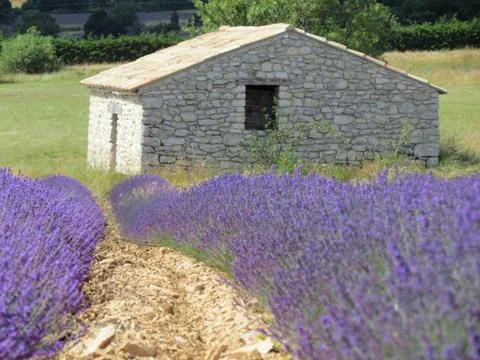 Lavender field with hut at Sault (France) Stock Photos