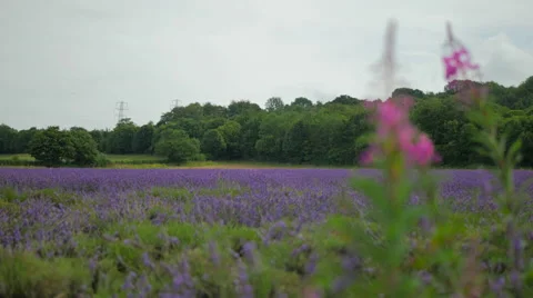 Lavender Field Landscape 스톡 동영상 40611807
