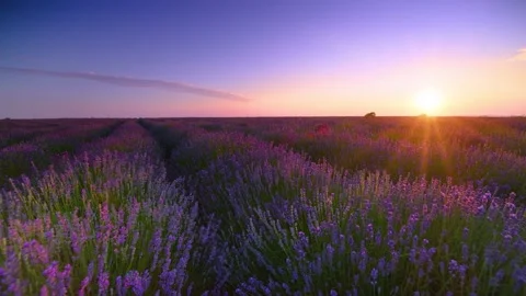 Lavender field landscape Stock Footage 134907021
