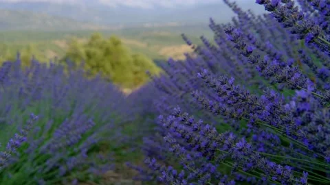 Lavender field landscape Stock Footage 158460634