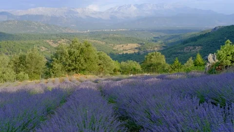 Lavender field landscape Stock Footage 158460701