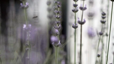 Lavender field macro shot Stock Footage 95937620