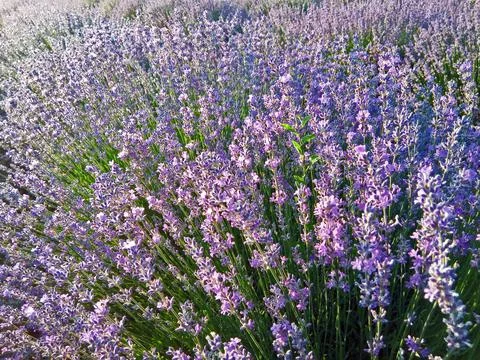 Lavender field in Maramures county Stock Photos