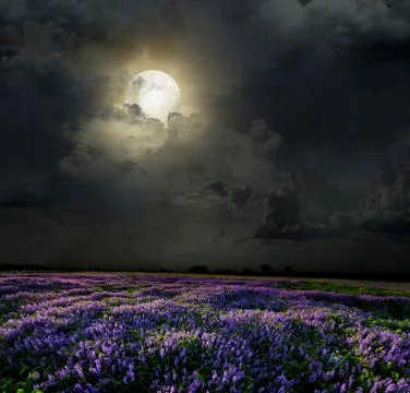 Lavender field in the moonlight Stock Illustration
