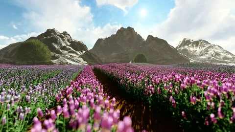 Lavender Field with mountains in the background Stock Footage 89831805