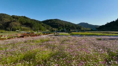 Lavender field in the mountains Video stock 303551142