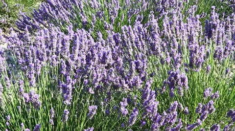 Lavender field moved by wind 動画素材 53289904