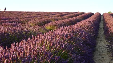 Lavender field moved by wind 動画素材 53291230