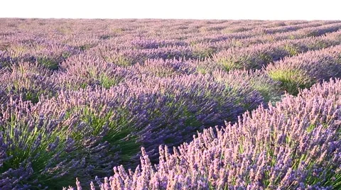 Lavender field moved by wind Stock Footage 53292700