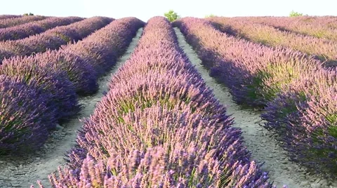 Lavender field moved by wind Stock Footage 53293154