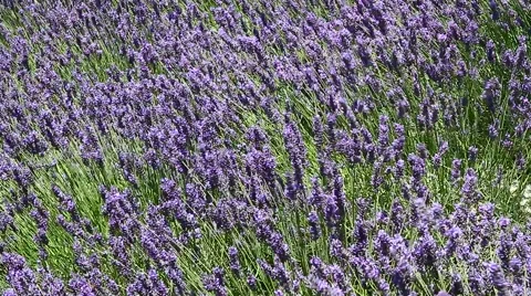 Lavender field moved by wind Stock Footage 53293560