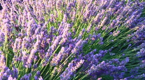Lavender field moved by wind Stock Footage 53293692