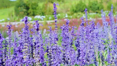 Lavender Field with Multicolor Bloom in Highland Scenery Stock Footage 310744915