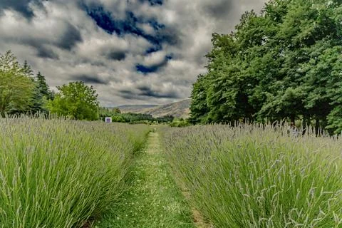 Lavender Field Path Under Dramatic Stormy Sky 写真素材