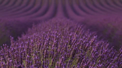 Lavender Field Perfect Row of Purple Flowers Shallow Depth of Field Gently .. Stock Footage 313451635