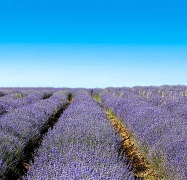 Lavender field Stock Photos