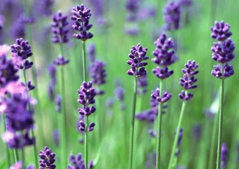 Lavender Field Stock Photos