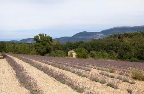 Lavender field Stock Photos
