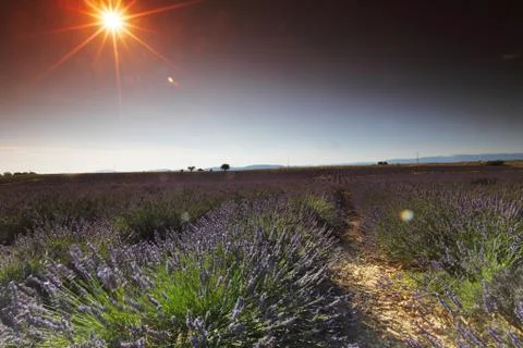 Lavender field Stock Photos