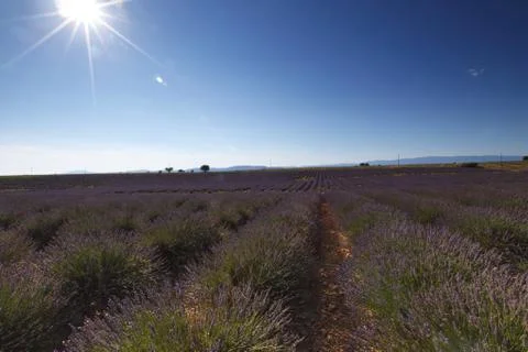 Lavender field Stock Photos