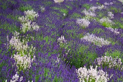 Lavender field  Stock Photos
