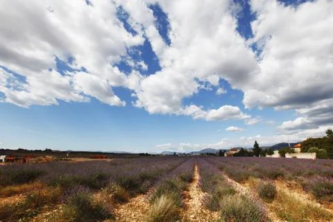 Lavender field Stock Photos