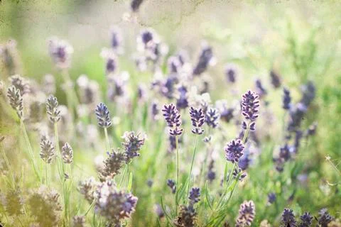 Lavender in the field Stock Photos