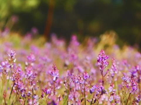 Lavender field Stock Photos