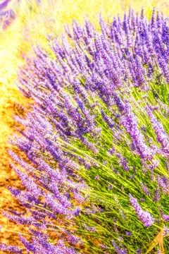 Lavender field Stock Photos