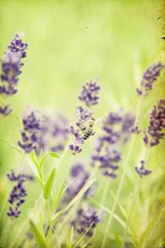 Lavender in the field Stock Photos