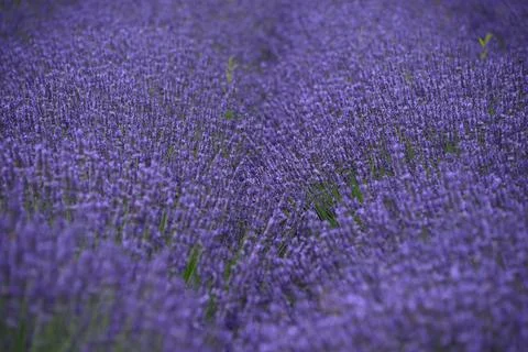 Lavender field Stock Photos
