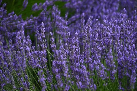 Lavender field Stock Photos