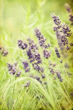 Lavender in the field Stock Photos