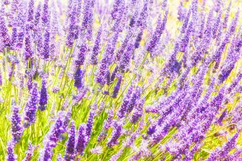 Lavender field 스톡 사진