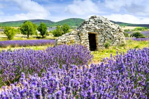 Lavender field. Foto stock