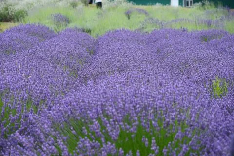 Lavender field Stock Photos