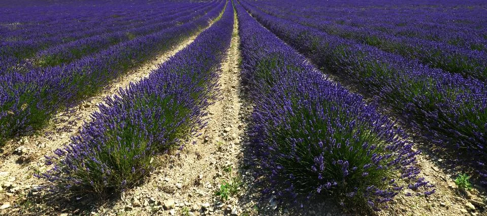 Lavender field Stock Photos