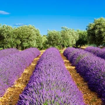 Lavender field Stock Photos